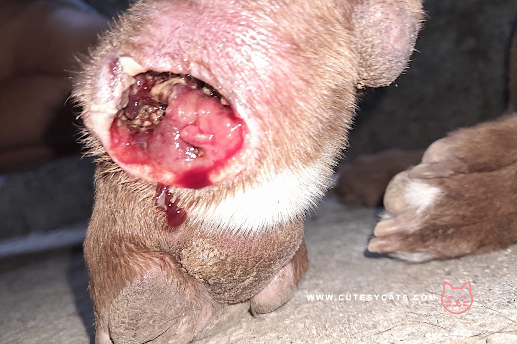 Can Cats Finally Be Treated for New World Screwworm?