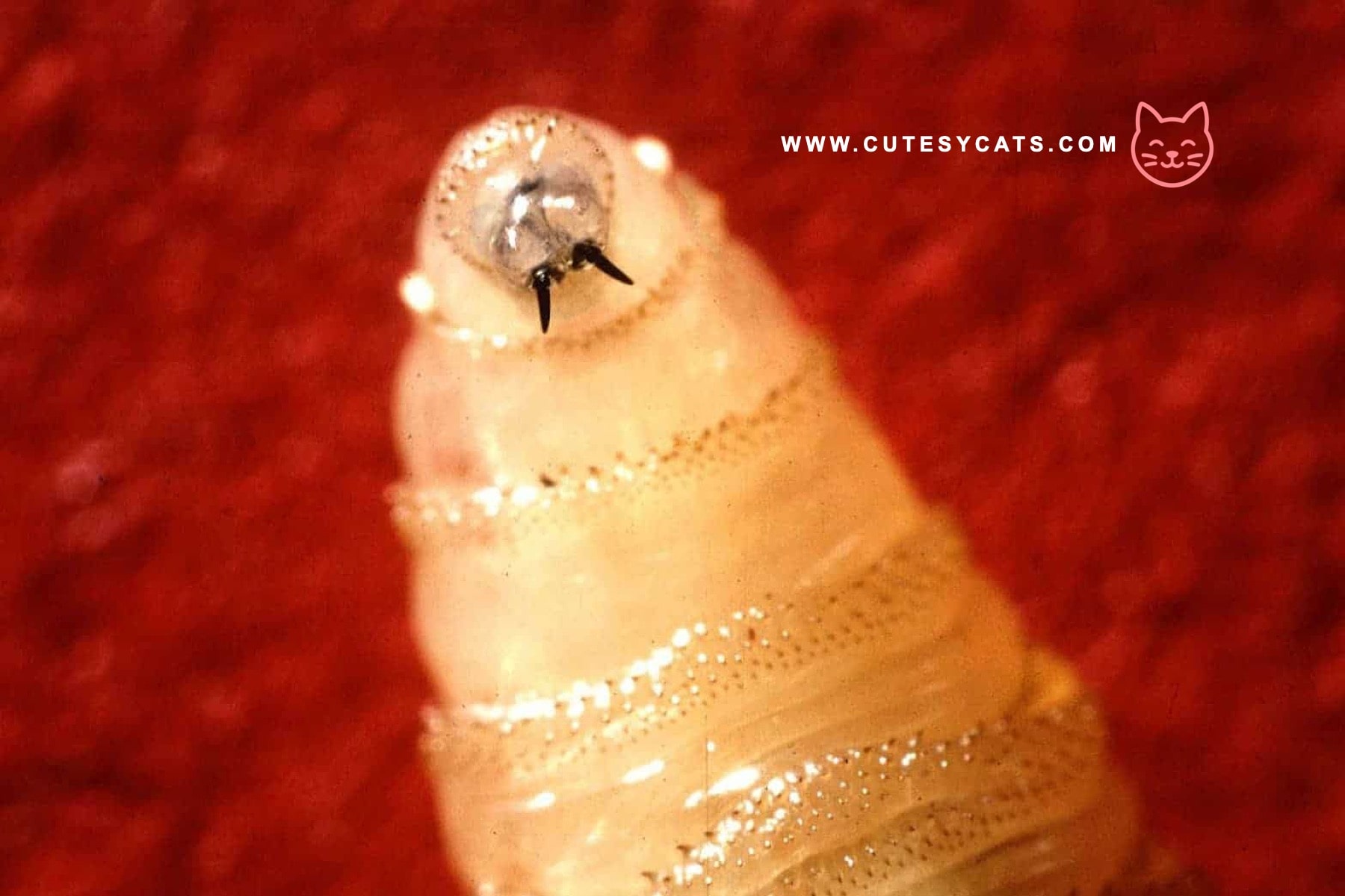 Can Cats Finally Be Treated for New World Screwworm?