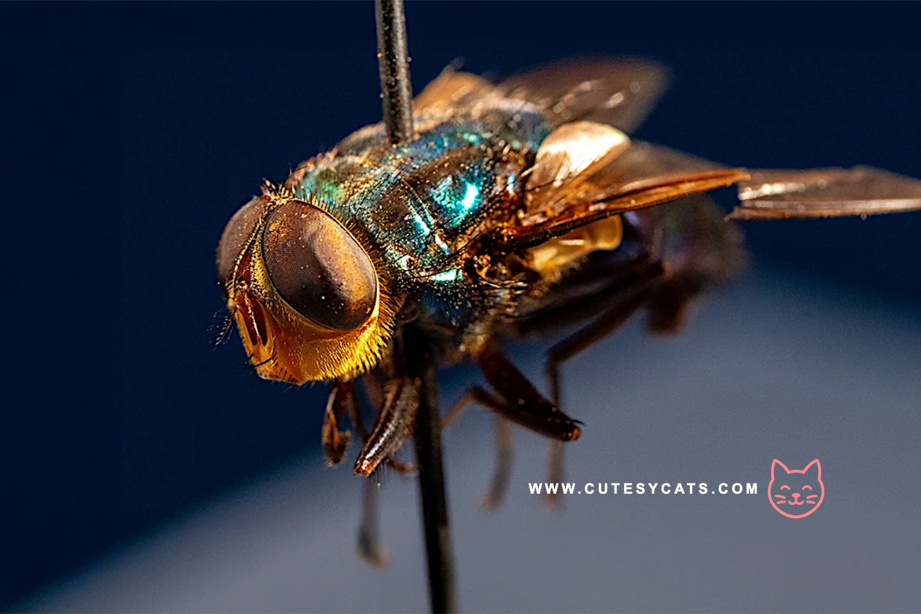 Can Cats Finally Be Treated for New World Screwworm?