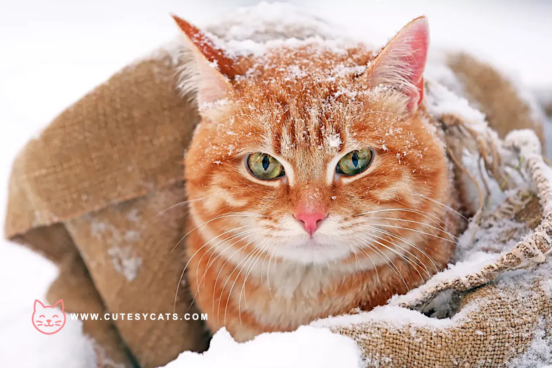 Could Antifreeze Be a Hidden Danger for Your Cat This Winter?