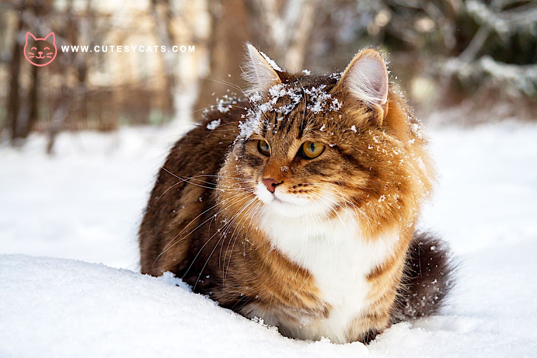 Could Antifreeze Be a Hidden Danger for Your Cat This Winter?