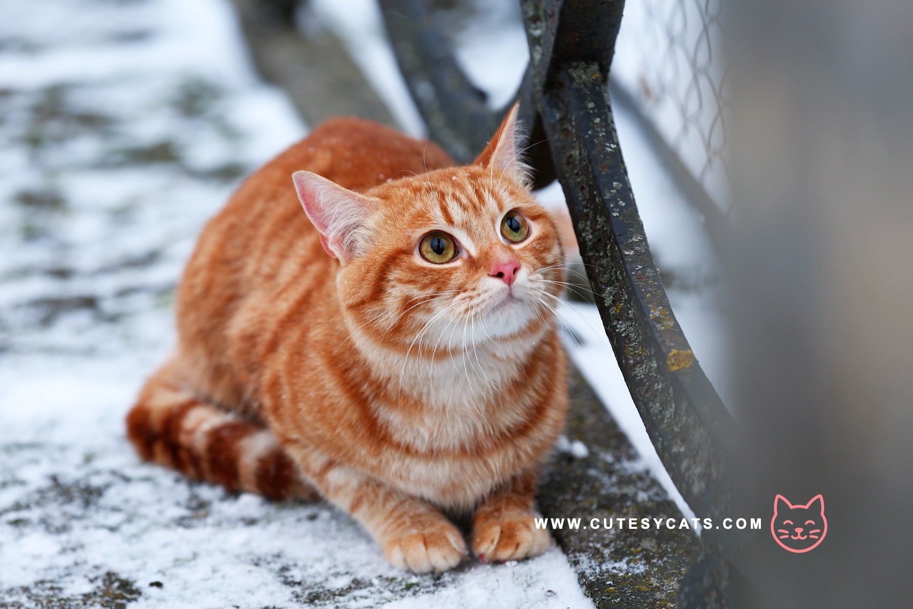 Could Antifreeze Be a Hidden Danger for Your Cat This Winter?