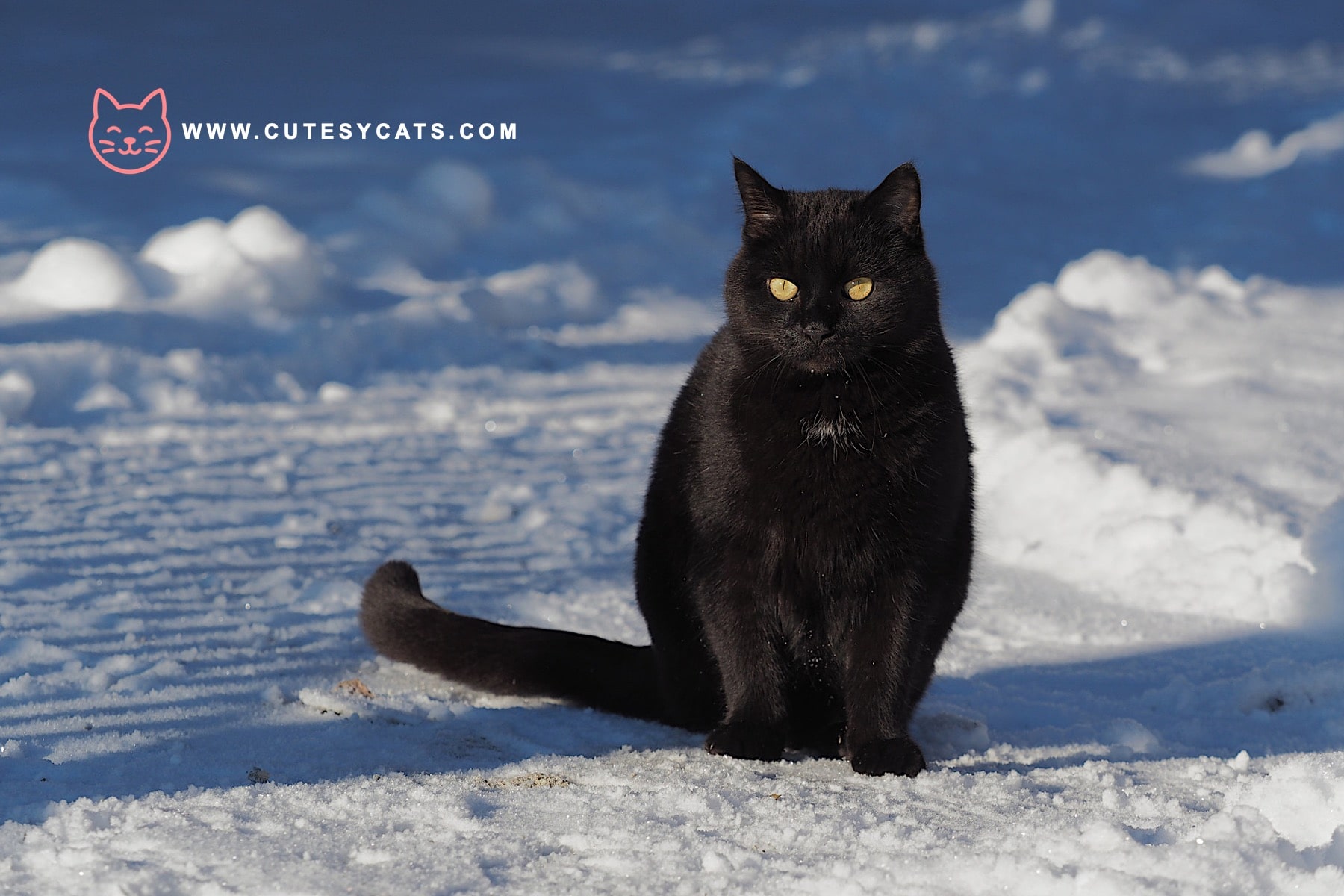 Could Antifreeze Be a Hidden Danger for Your Cat This Winter?