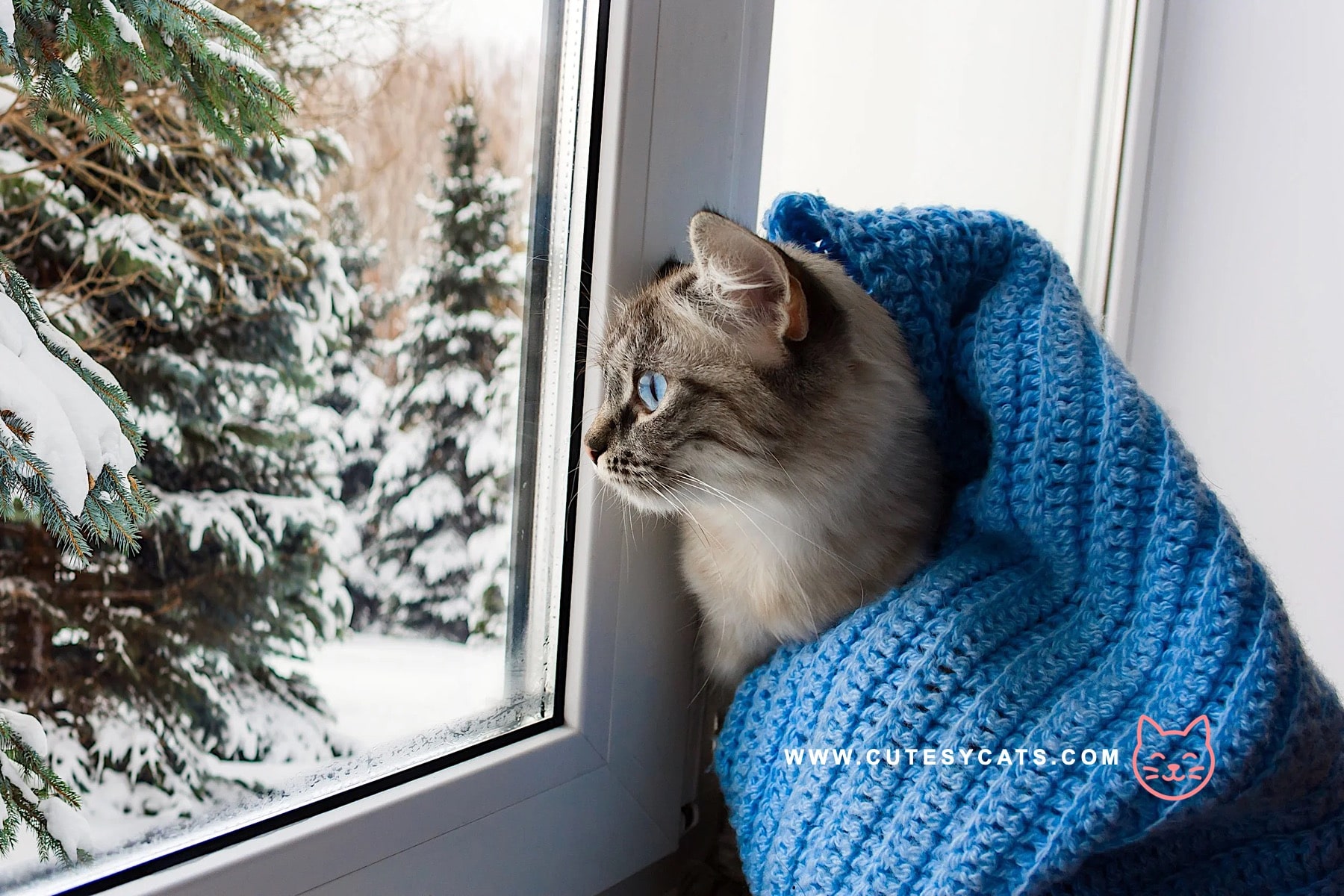 Could Antifreeze Be a Hidden Danger for Your Cat This Winter?