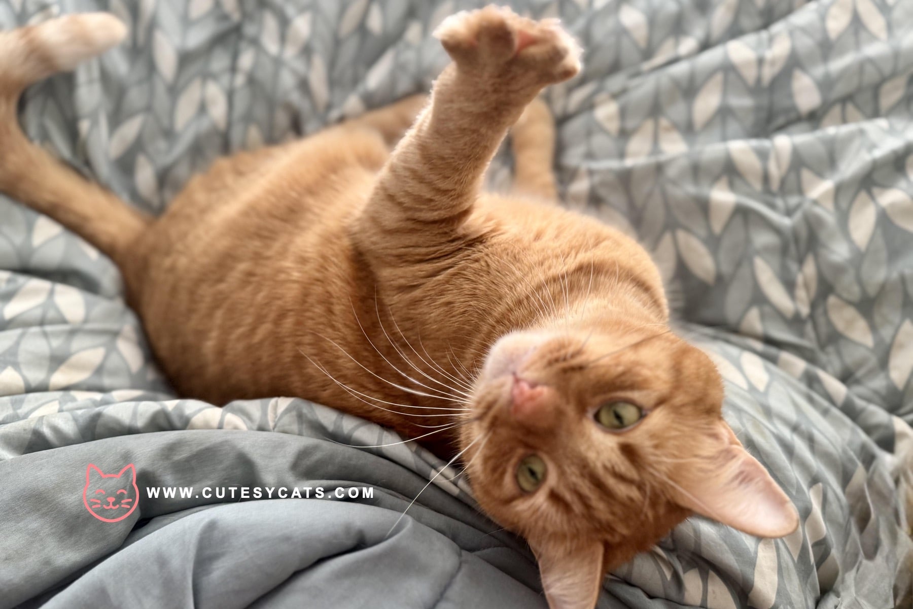 Could Your Cat Be Copying You on Purpose?