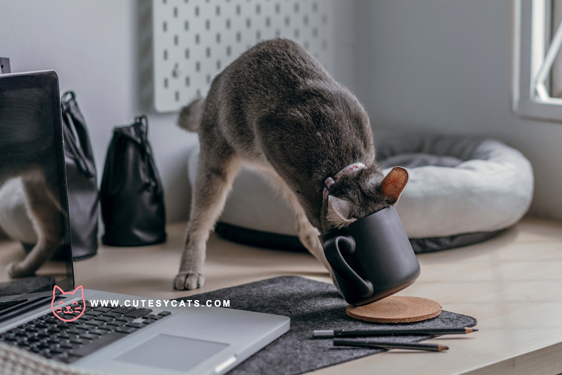 Could Your Cat Be Copying You on Purpose?