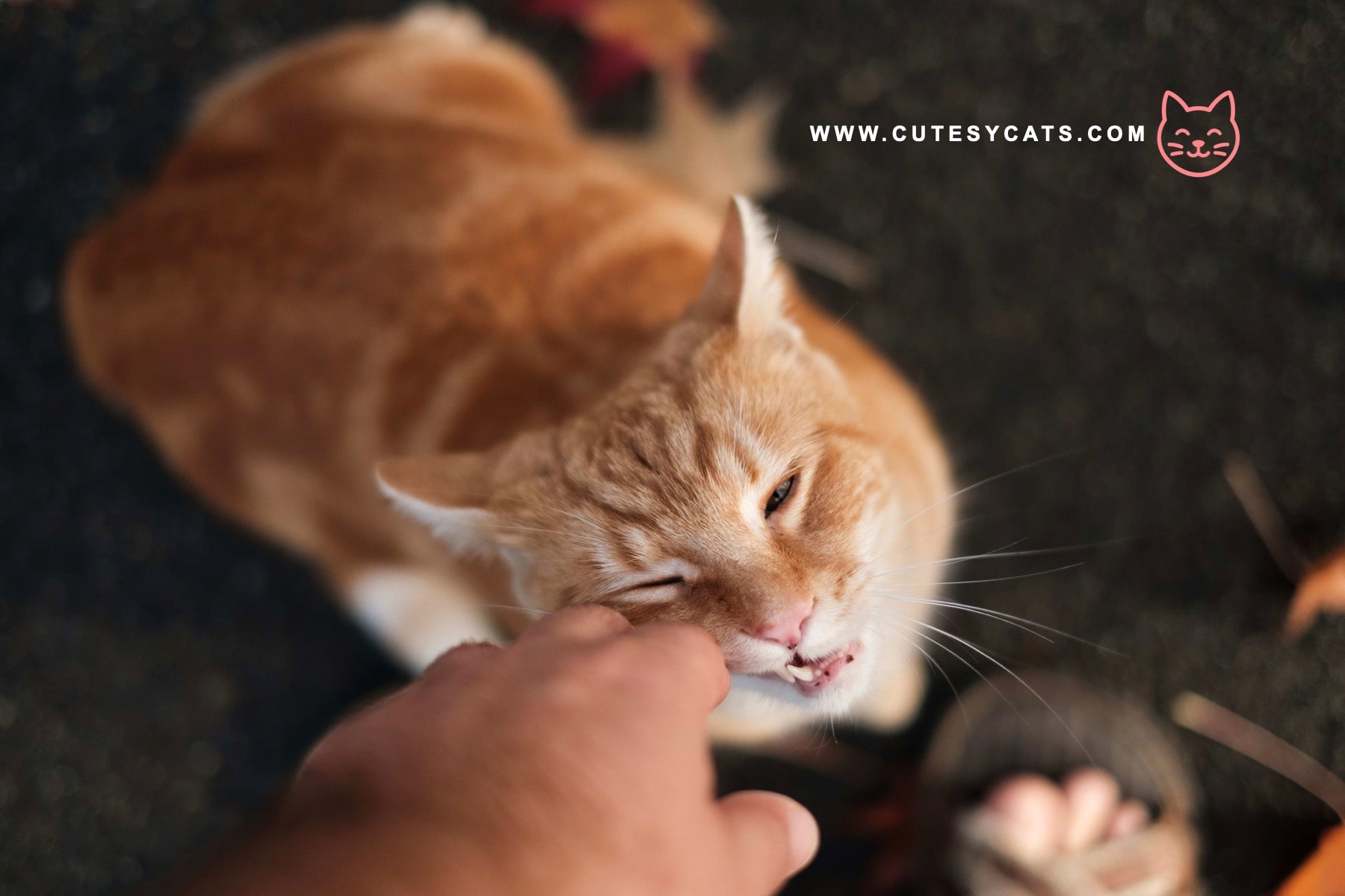 Could Your Cat Be Copying You on Purpose?