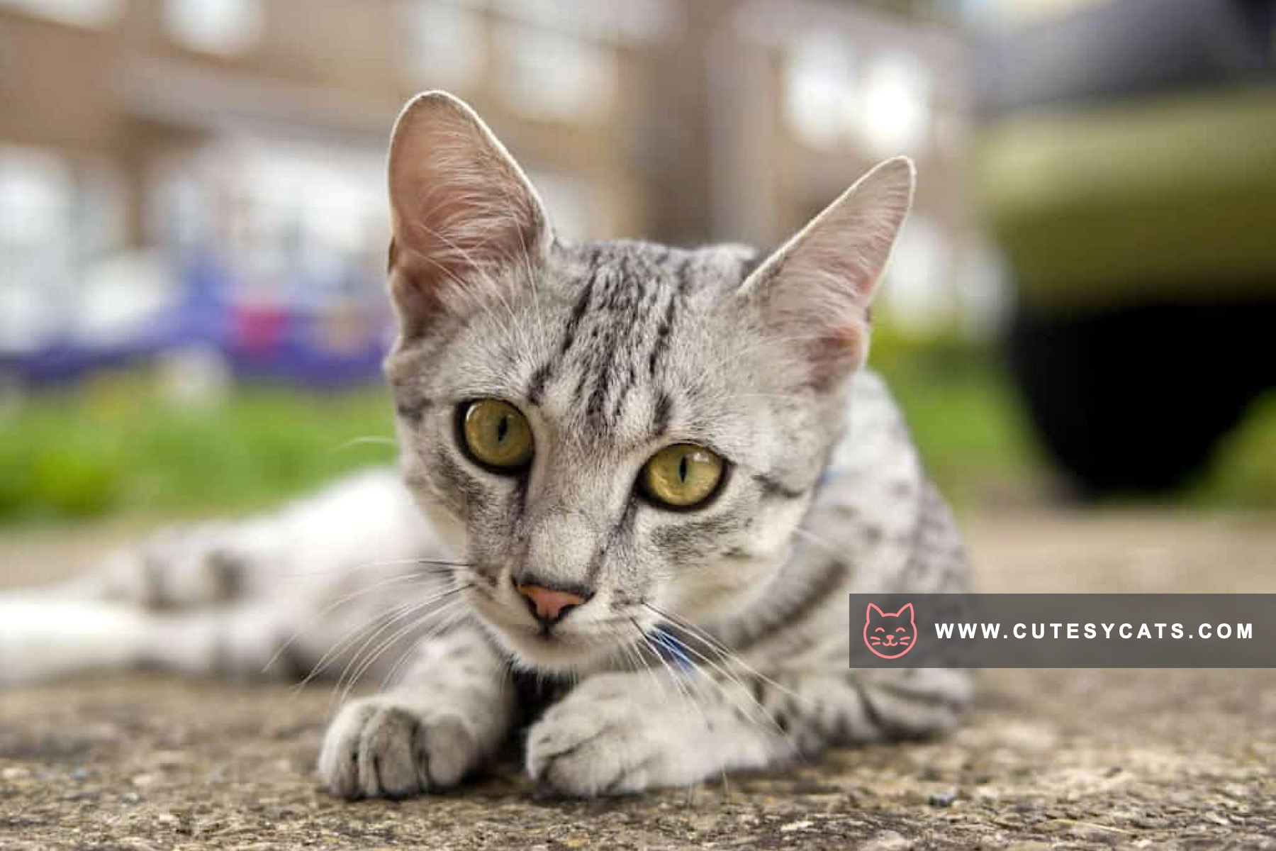 Egyptian Mau Magic: The Spotted Jewel of Egypt