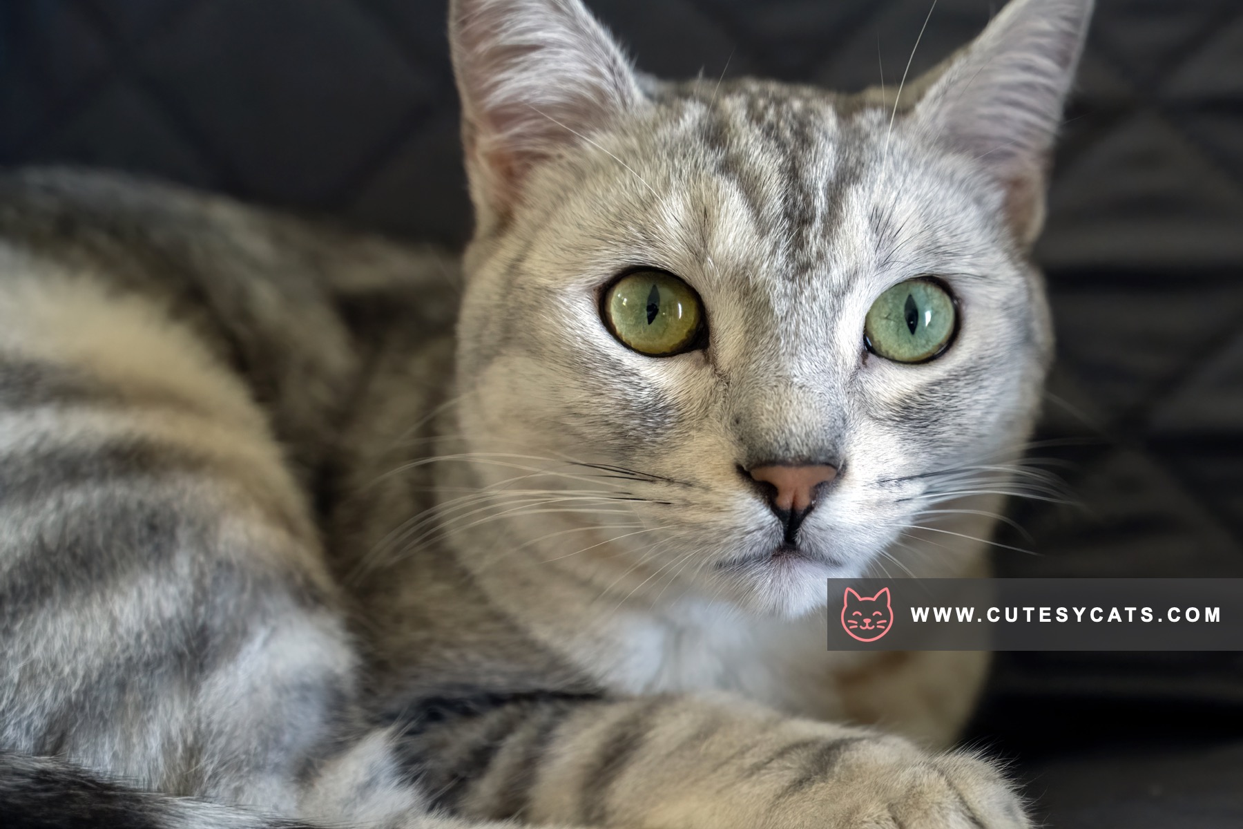 Egyptian Mau Magic: The Spotted Jewel of Egypt