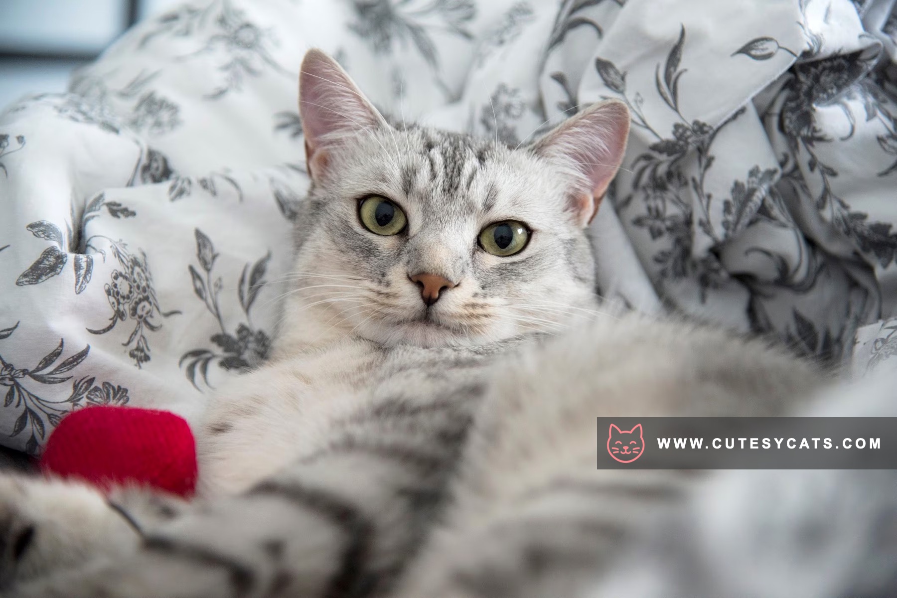 Egyptian Mau Magic: The Spotted Jewel of Egypt