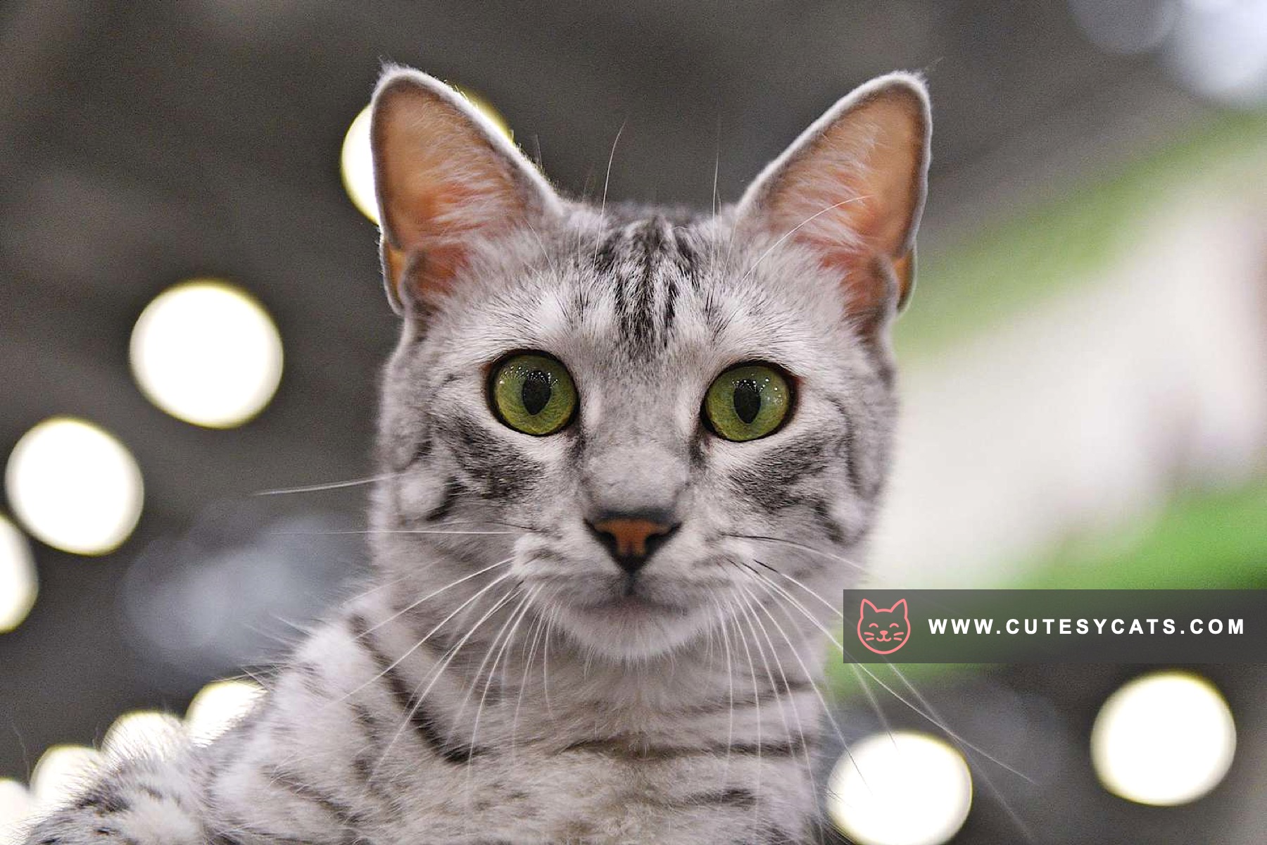 Egyptian Mau Magic: The Spotted Jewel of Egypt