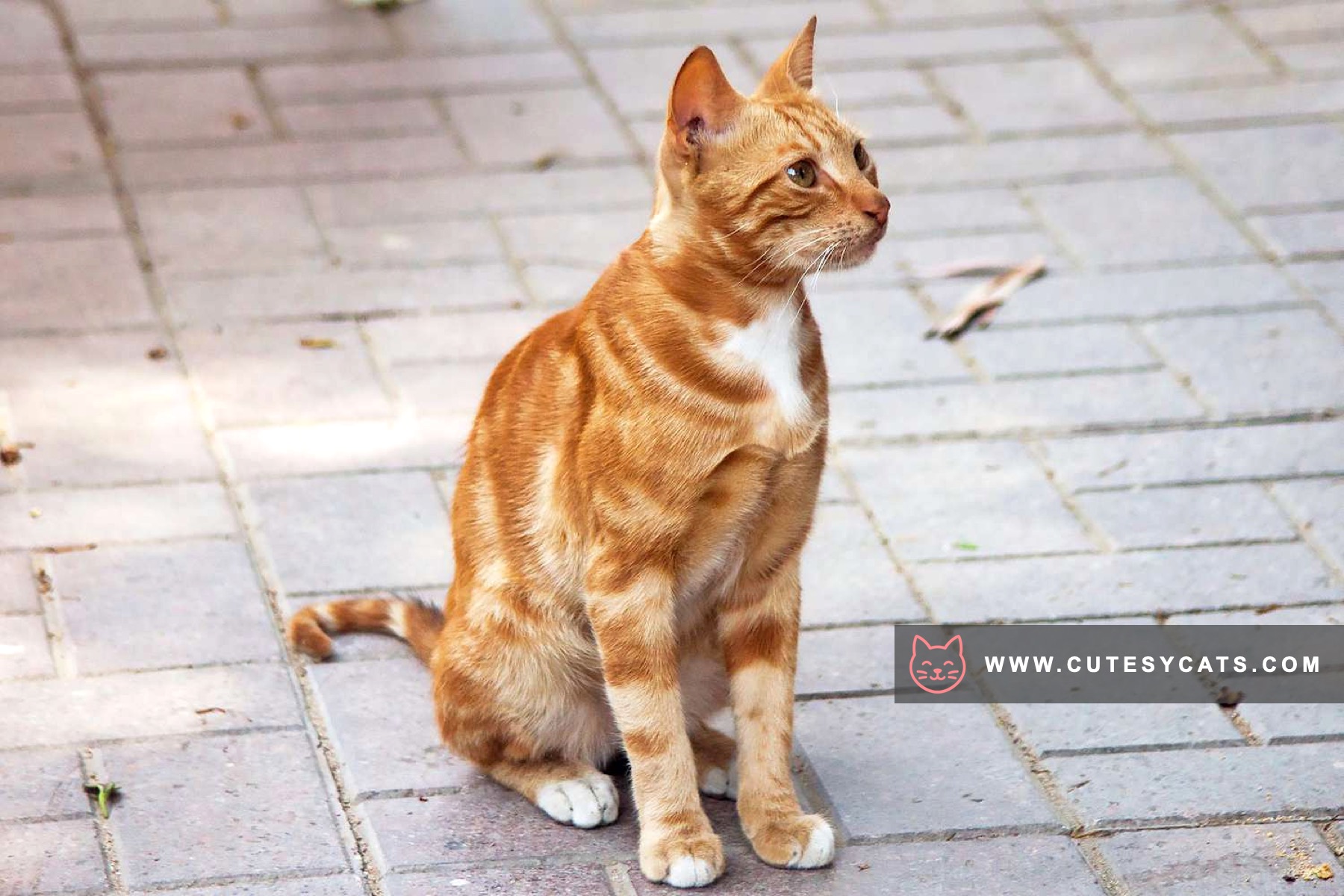 Egyptian Mau Magic: The Spotted Jewel of Egypt