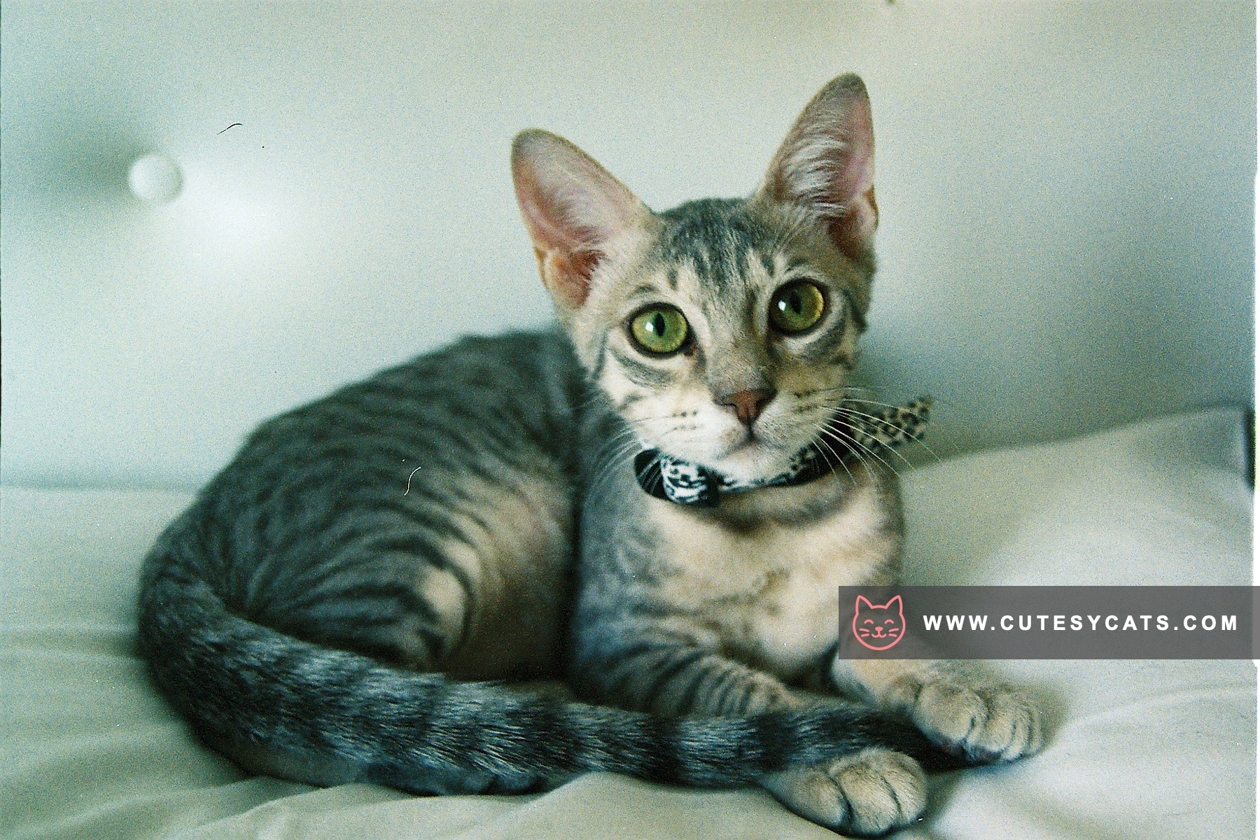 Egyptian Mau Magic: The Spotted Jewel of Egypt