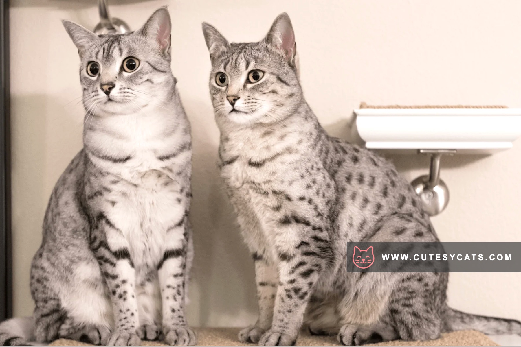 Egyptian Mau Magic: The Spotted Jewel of Egypt