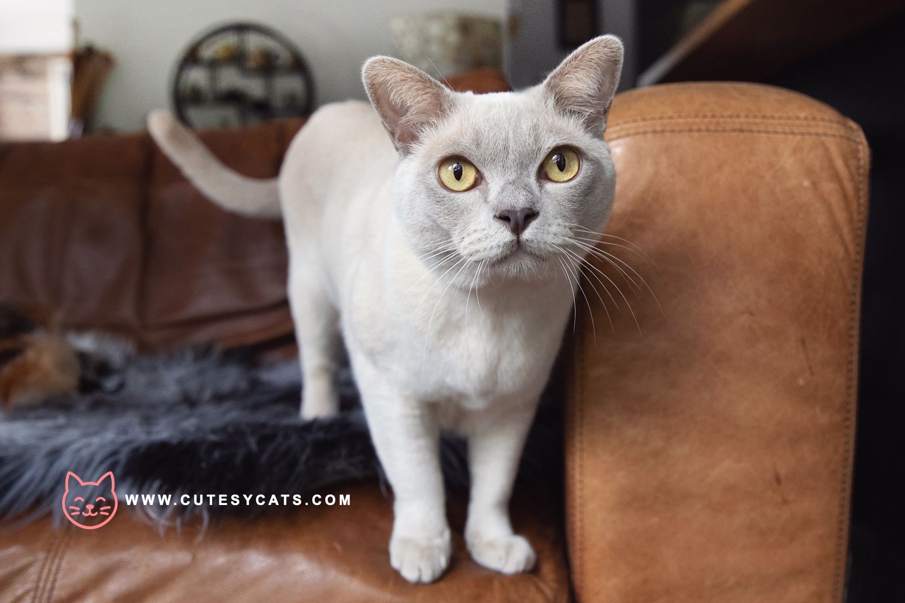 European Burmese Cat: Breed Facts for Prospective Owners