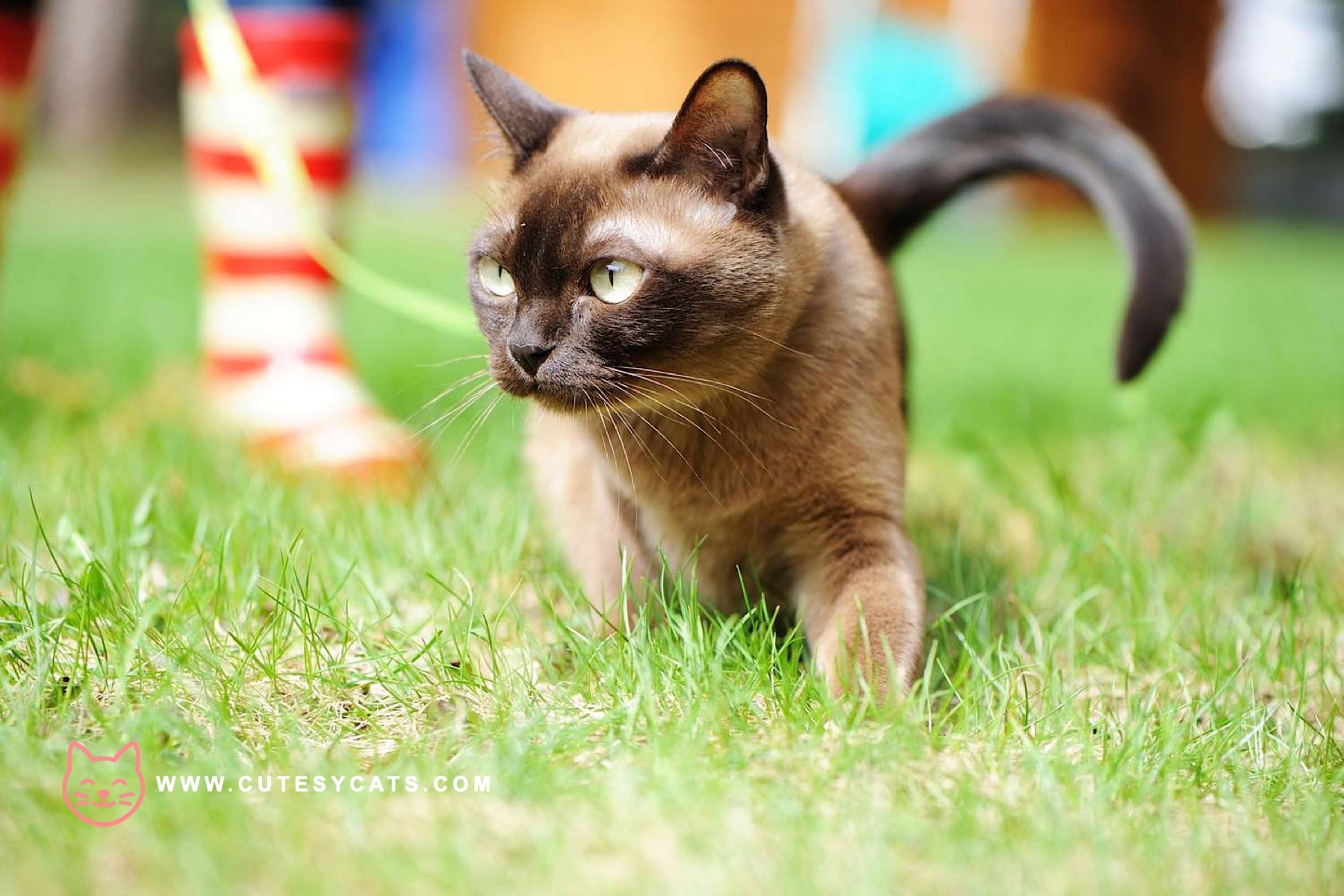 European Burmese Cat: Breed Facts for Prospective Owners
