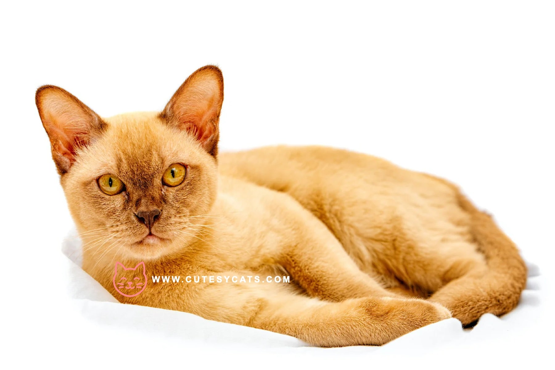 European Burmese Cat: Breed Facts for Prospective Owners