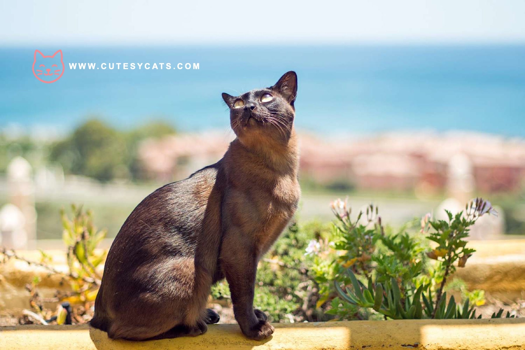 European Burmese Cat: Breed Facts for Prospective Owners
