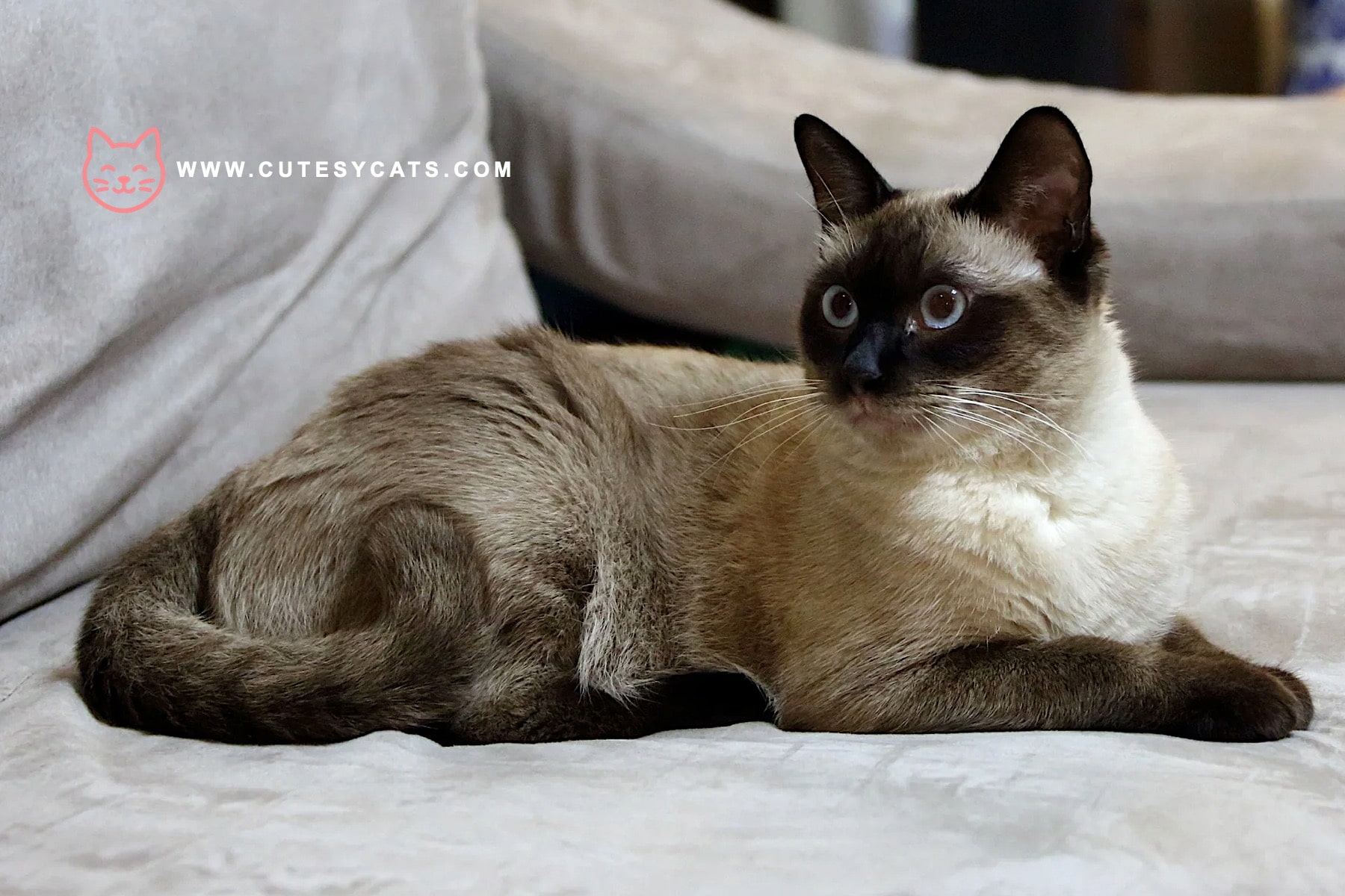 European Burmese Cat: Breed Facts for Prospective Owners