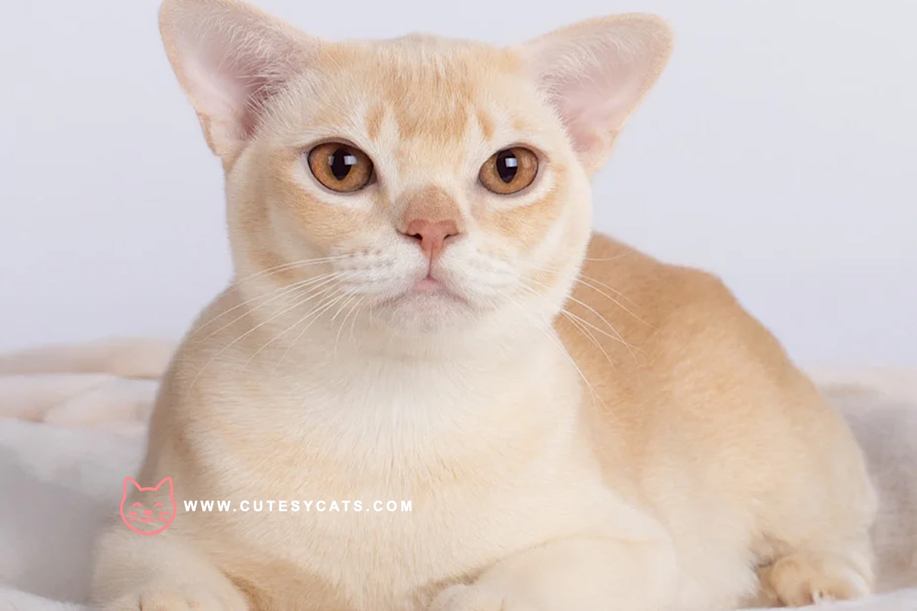 European Burmese Cat: Breed Facts for Prospective Owners