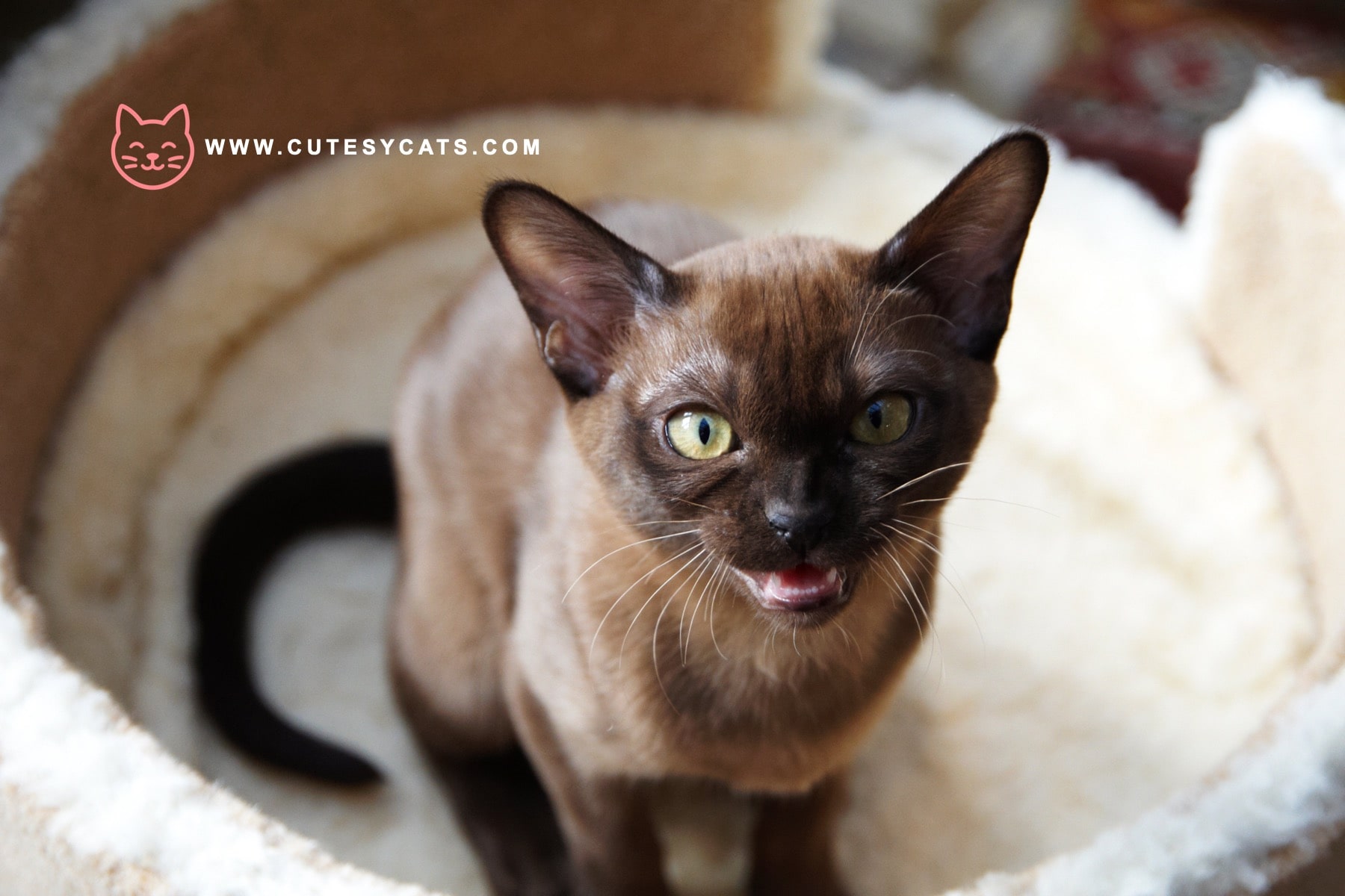 European Burmese Cat: Breed Facts for Prospective Owners