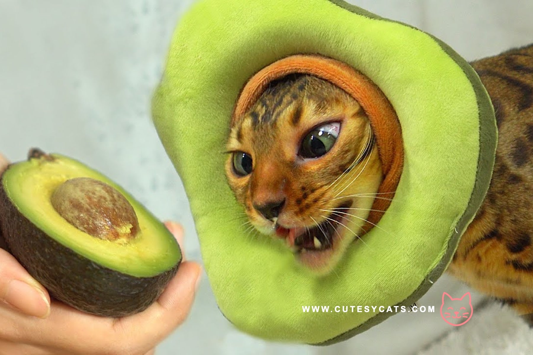 Find out if avocado is safe for your cat and learn how to protect them from hidden risks while satisfying their curiosity.