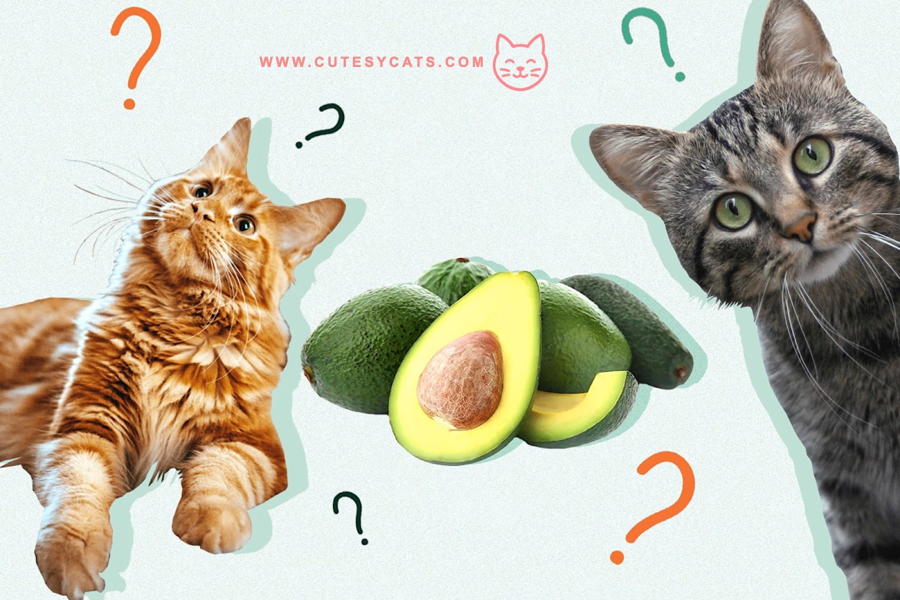 Find out if avocado is safe for your cat and learn how to protect them from hidden risks while satisfying their curiosity.