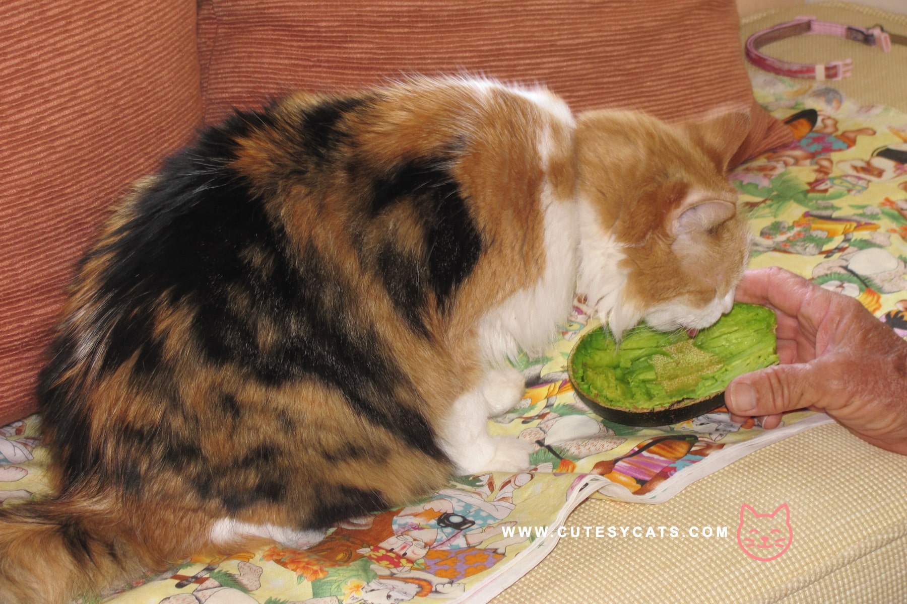 Find out if avocado is safe for your cat and learn how to protect them from hidden risks while satisfying their curiosity.