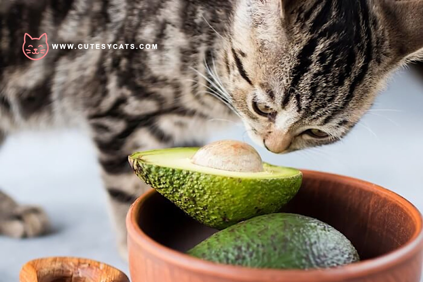 Find out if avocado is safe for your cat and learn how to protect them from hidden risks while satisfying their curiosity.