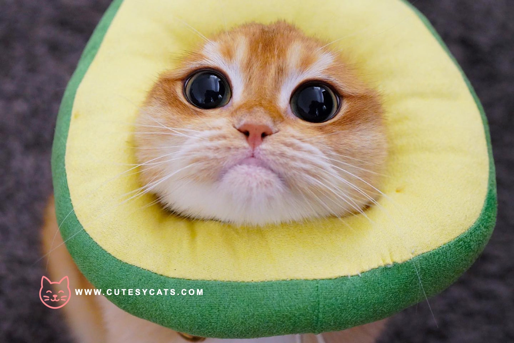 Find out if avocado is safe for your cat and learn how to protect them from hidden risks while satisfying their curiosity.
