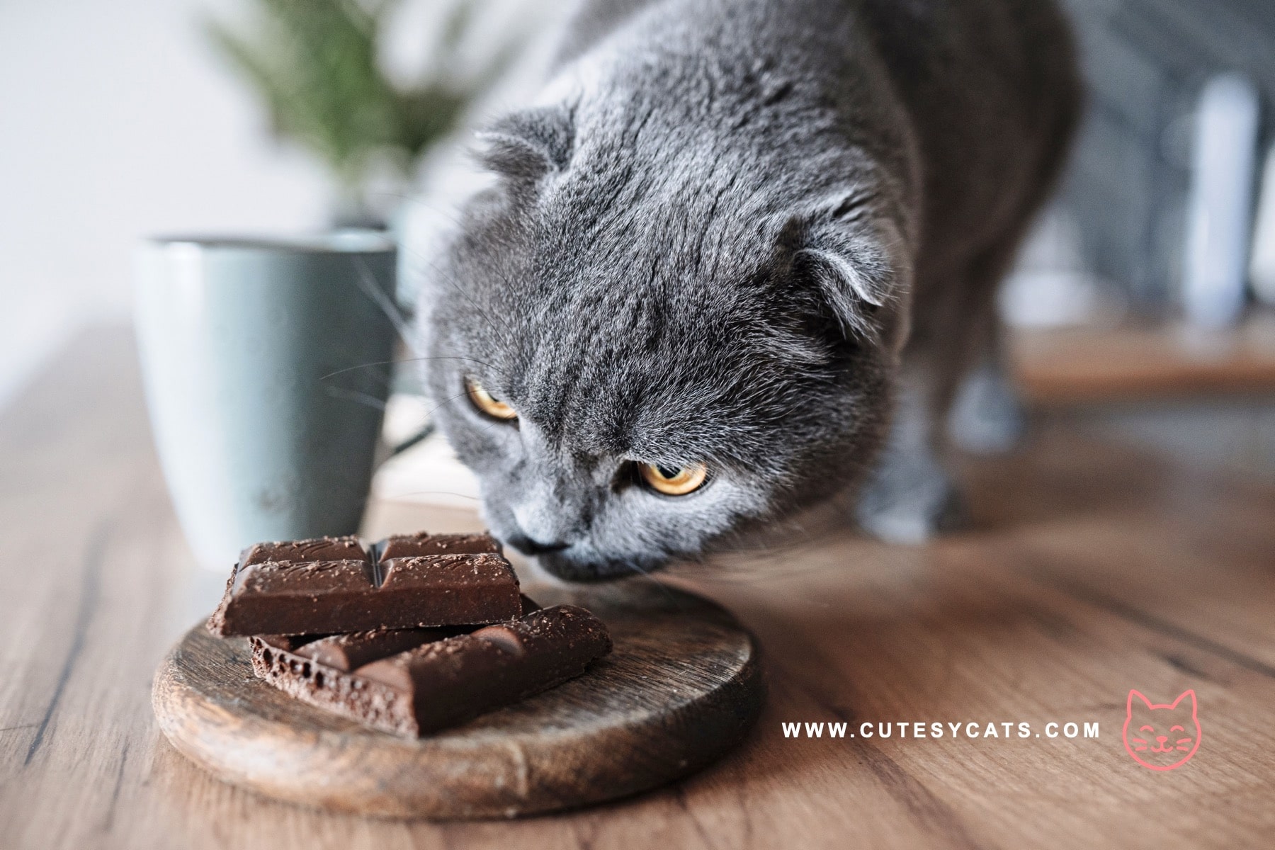 Is It Safe for Cats to Eat Chocolates?