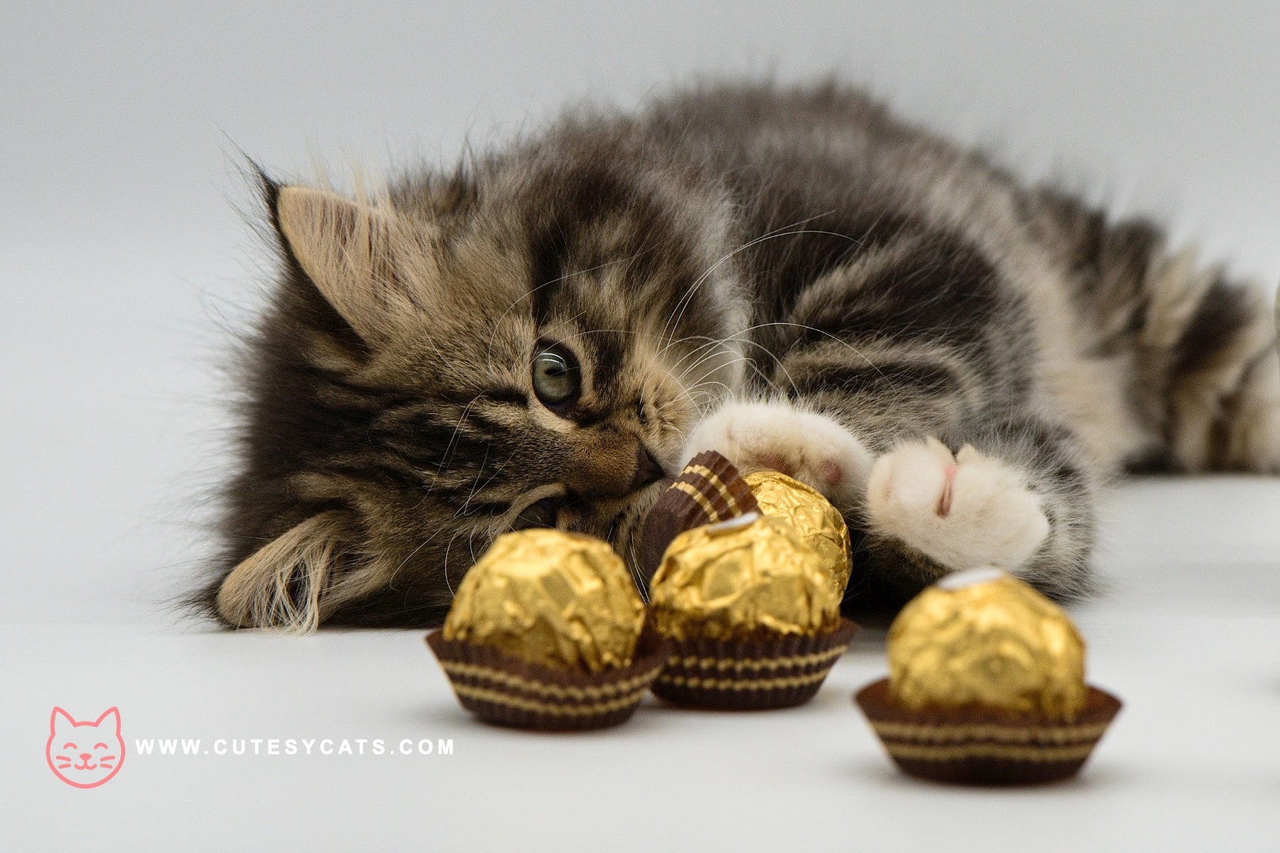 Is It Safe for Cats to Eat Chocolates?