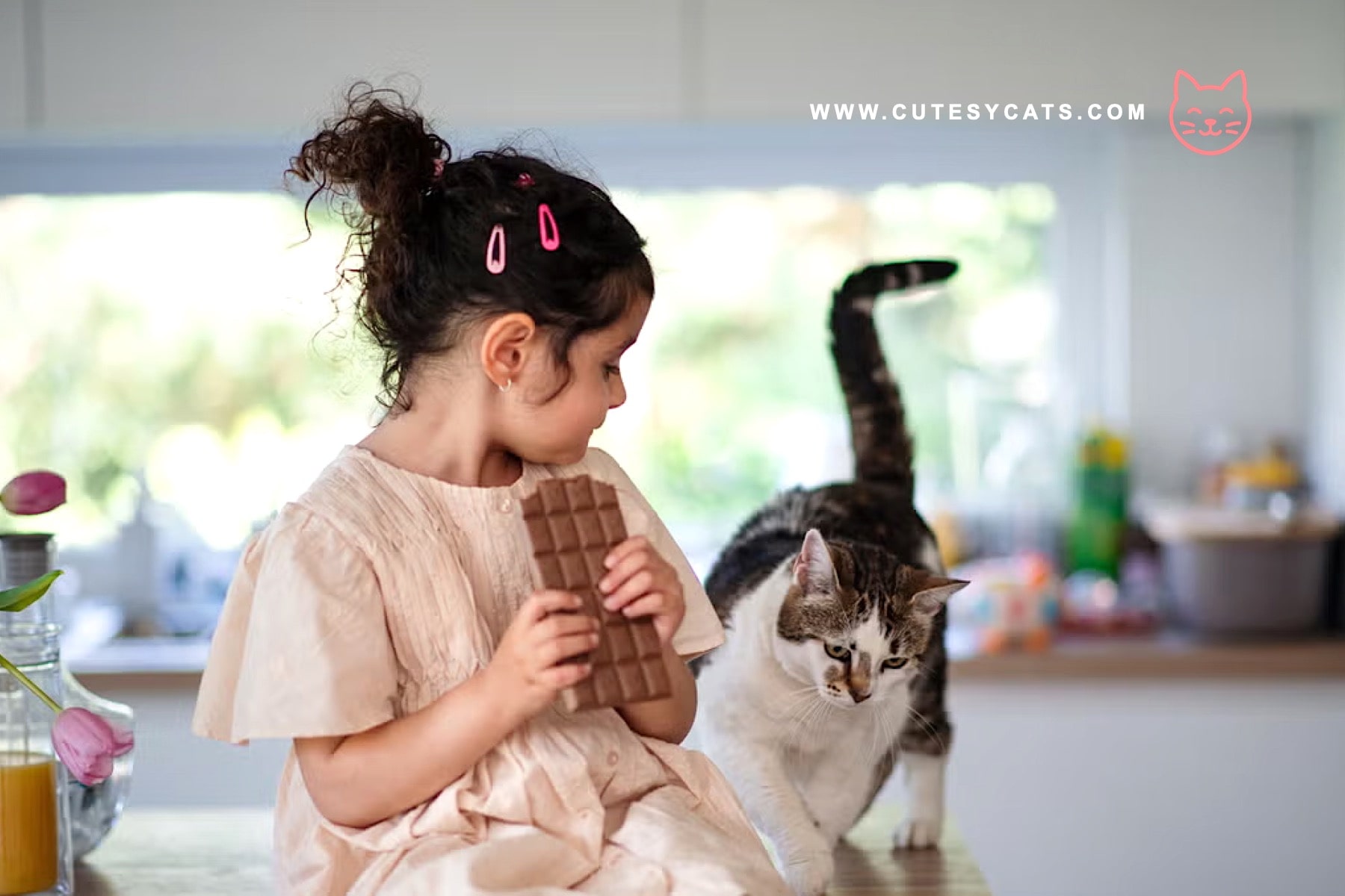 Is It Safe for Cats to Eat Chocolates?