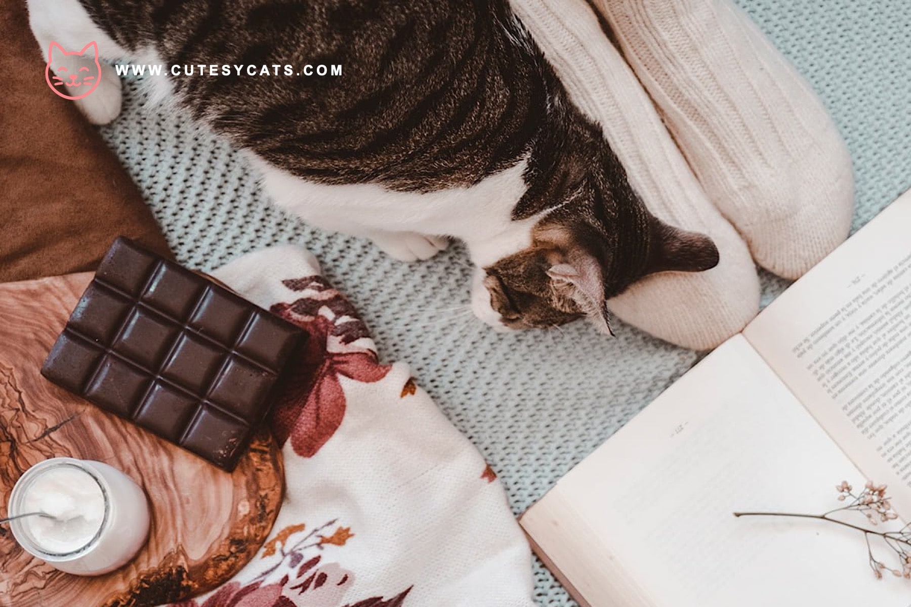 Is It Safe for Cats to Eat Chocolates?
