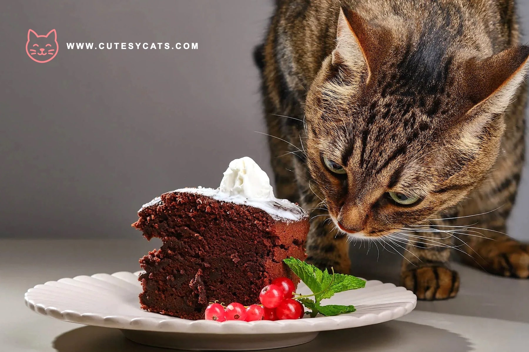 Is It Safe for Cats to Eat Chocolates?