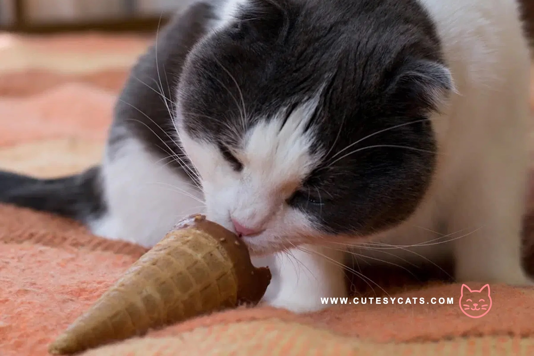 Is It Safe for Cats to Eat Chocolates?