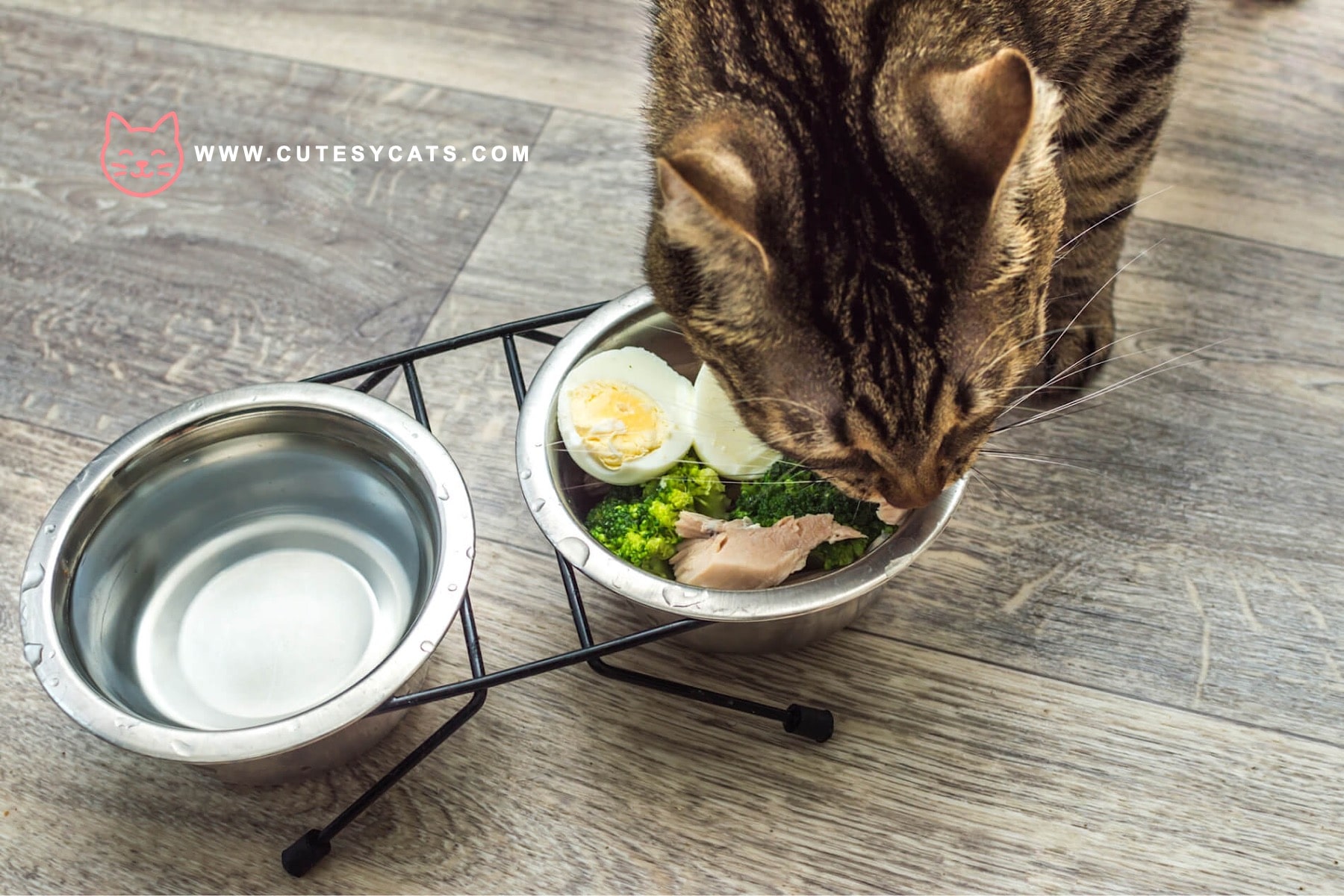 Is It Safe for Cats to Eat Eggs?