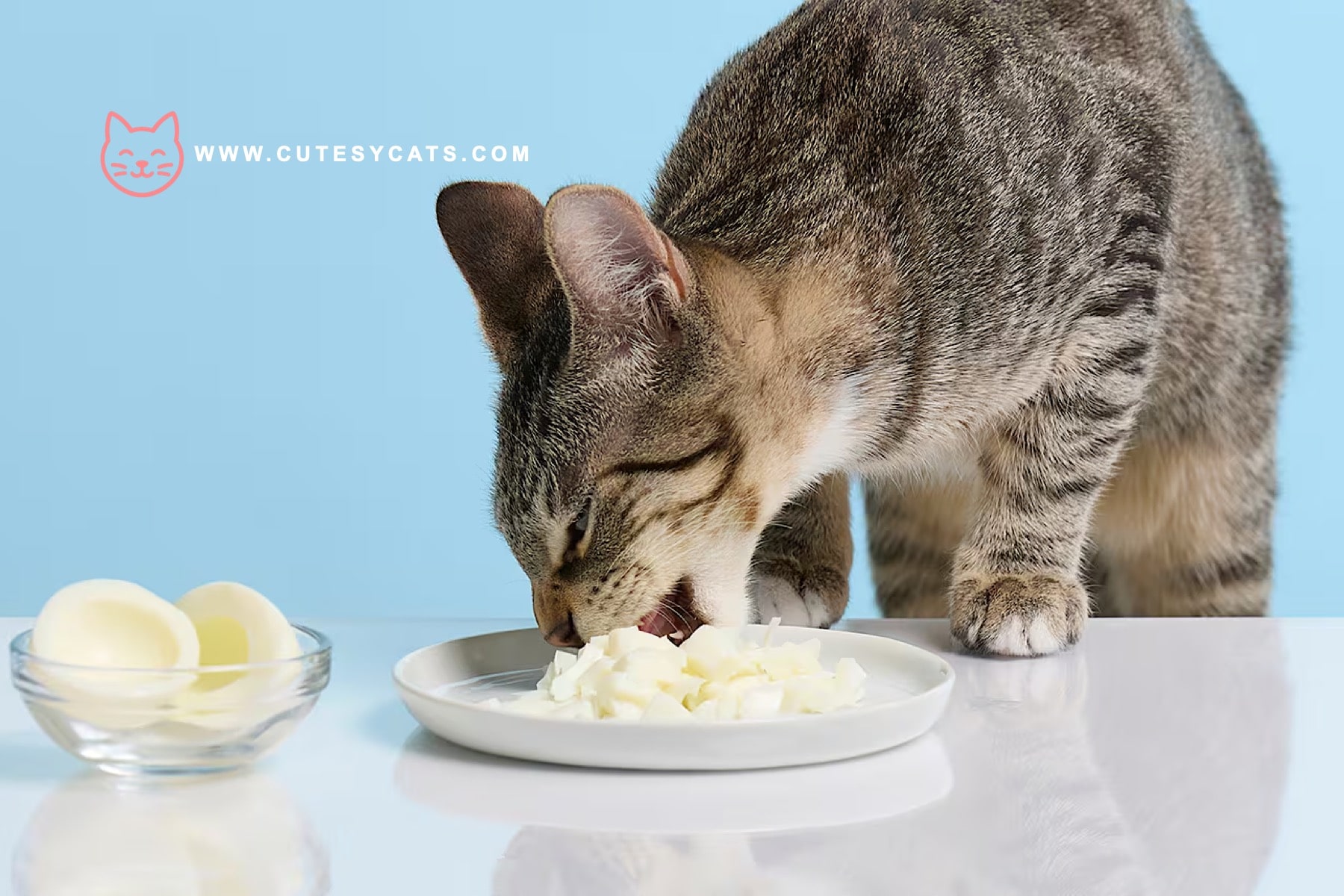 Is It Safe for Cats to Eat Eggs?