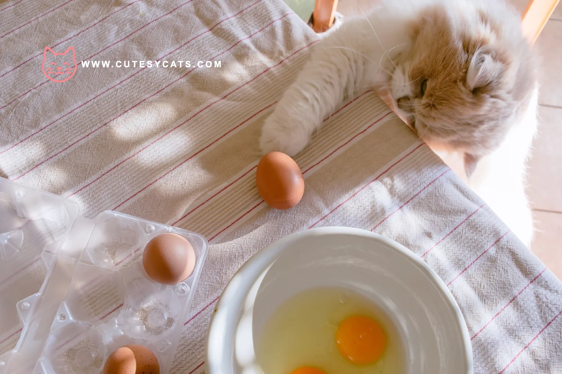Is It Safe for Cats to Eat Eggs?