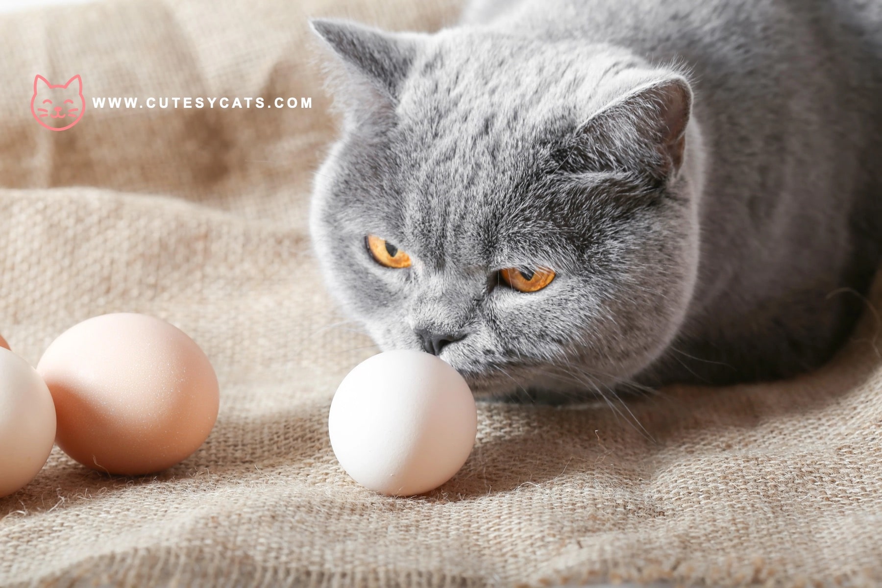 Is It Safe for Cats to Eat Eggs?
