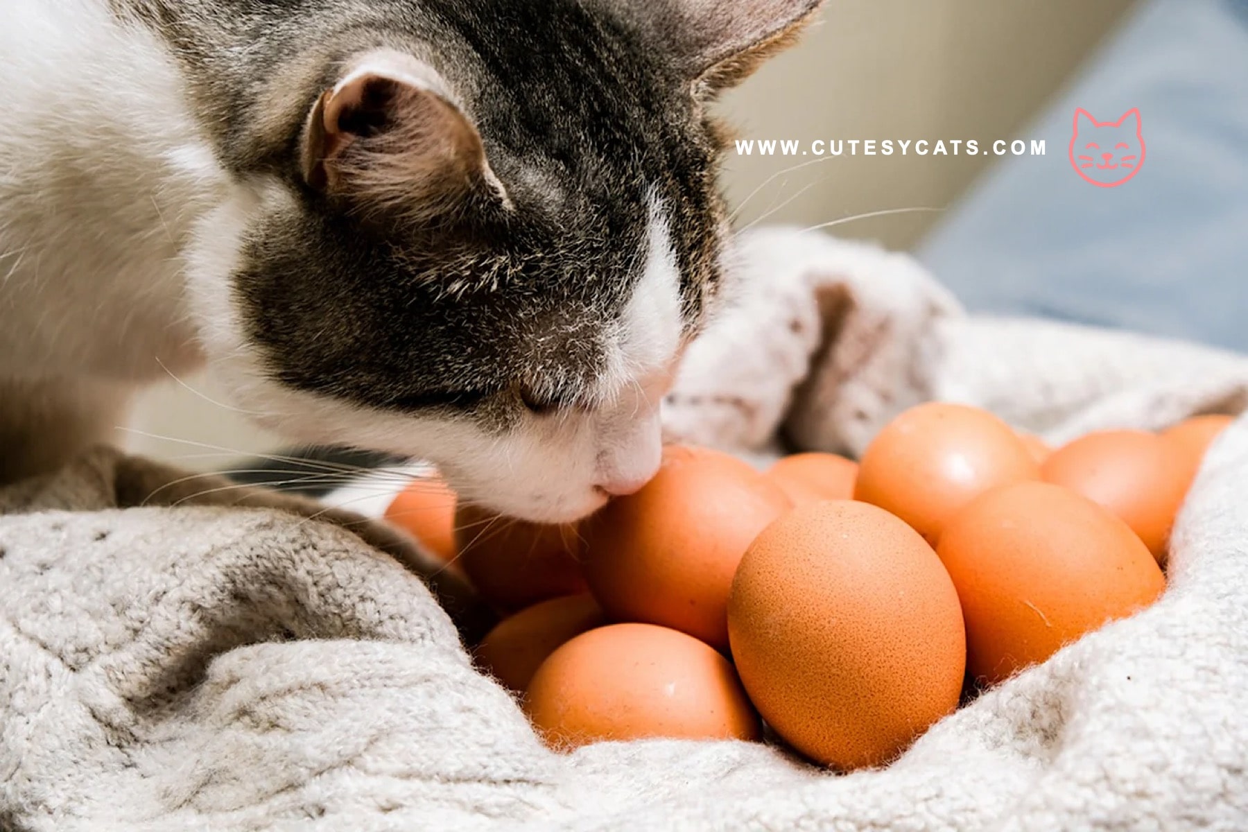 Is It Safe for Cats to Eat Eggs?