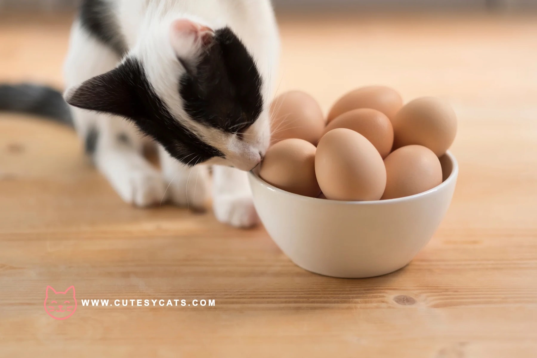 Is It Safe for Cats to Eat Eggs?