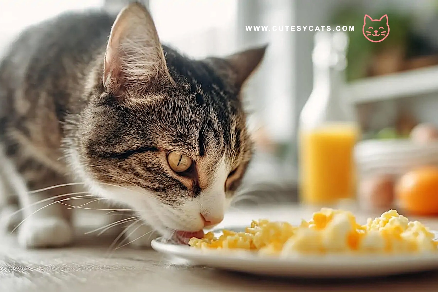 Is It Safe for Cats to Eat Eggs?