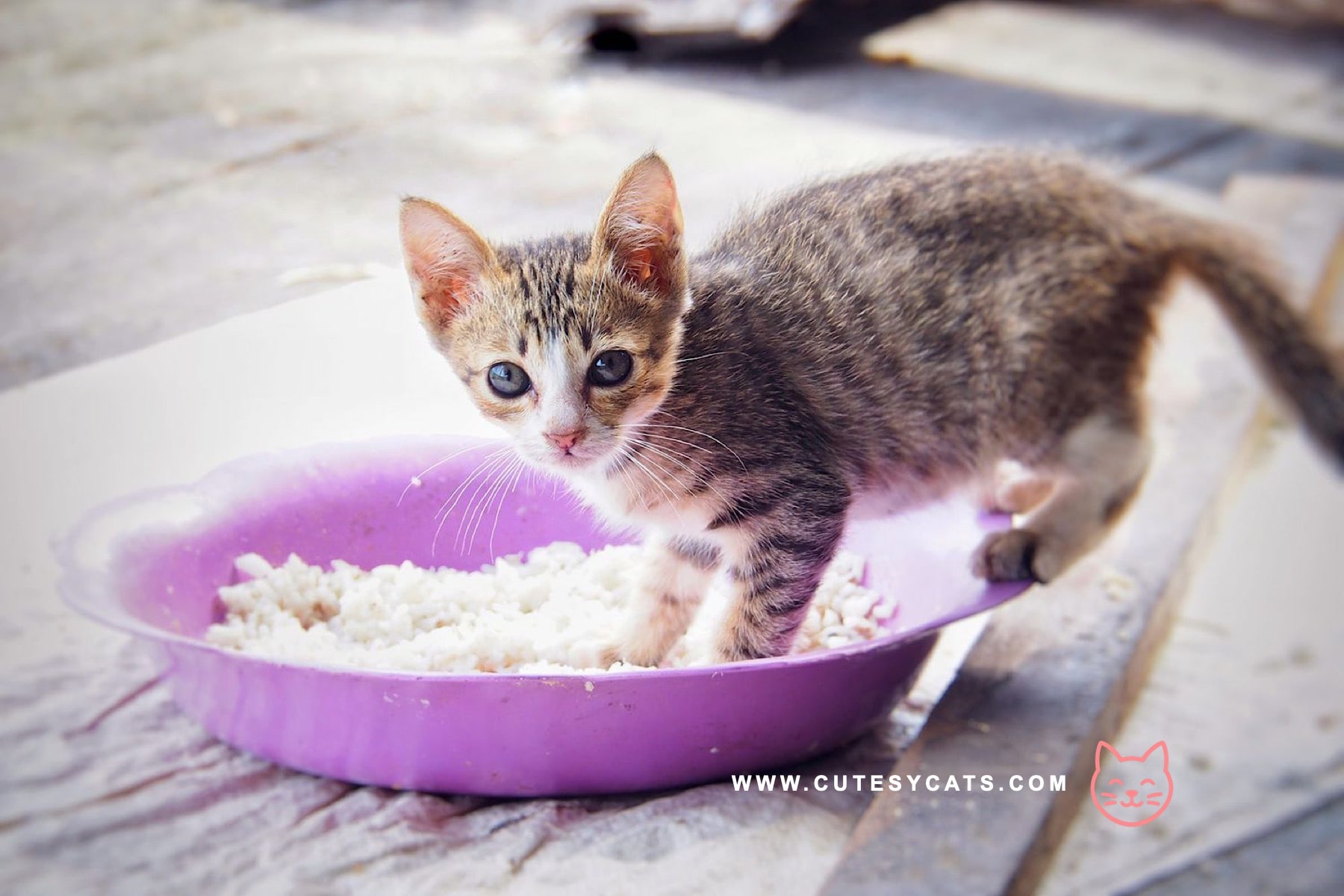 Is It Safe for Cats to Eat Rice?