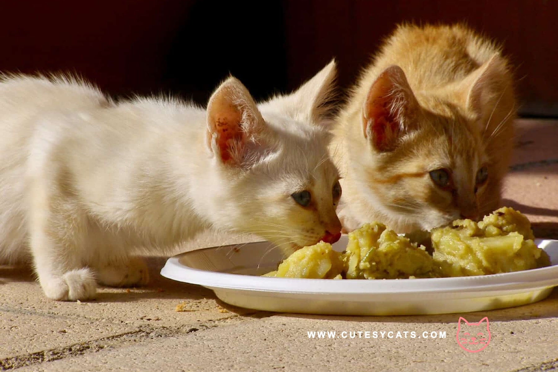 Is It Safe for Cats to Eat Rice?