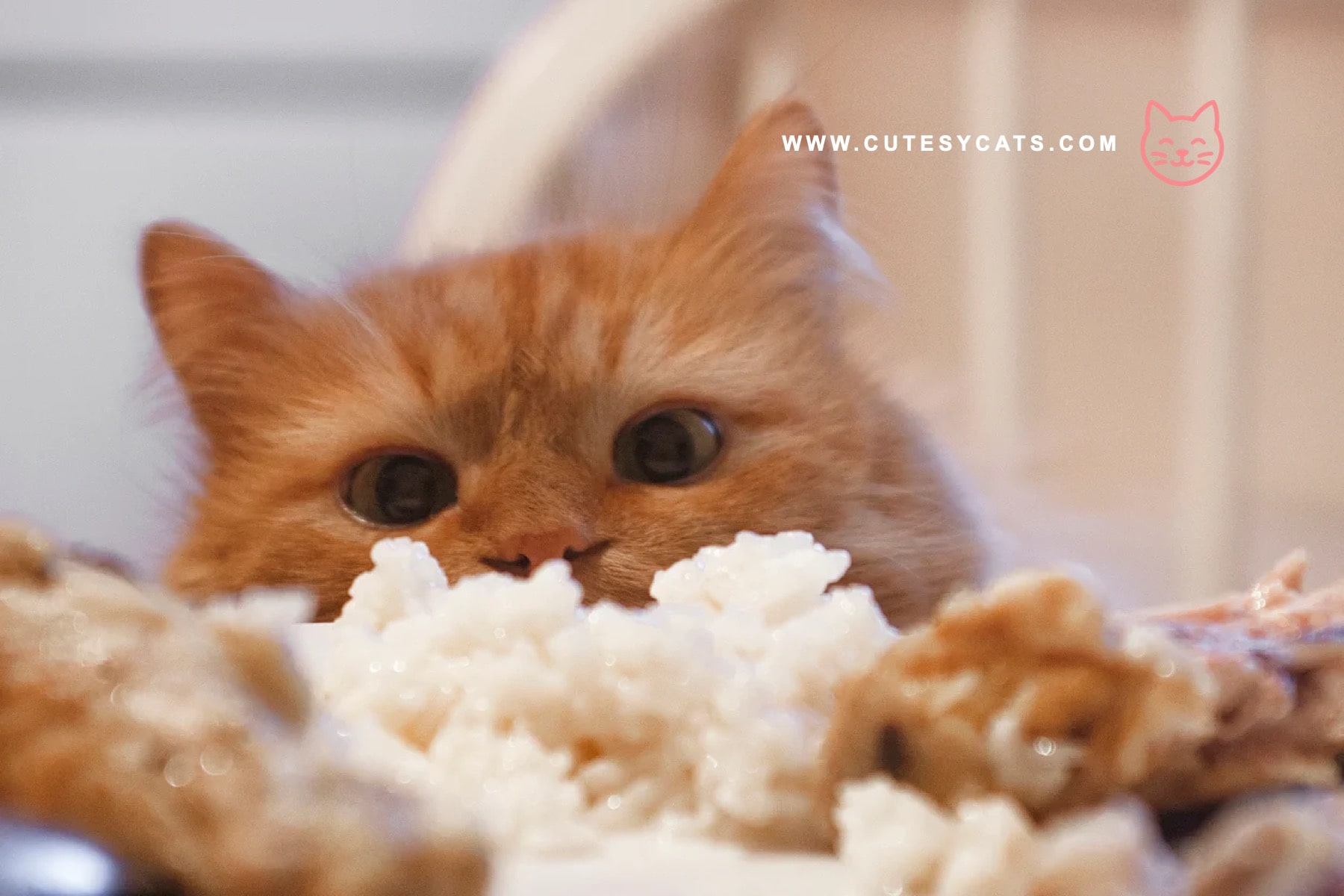 Is It Safe for Cats to Eat Rice?