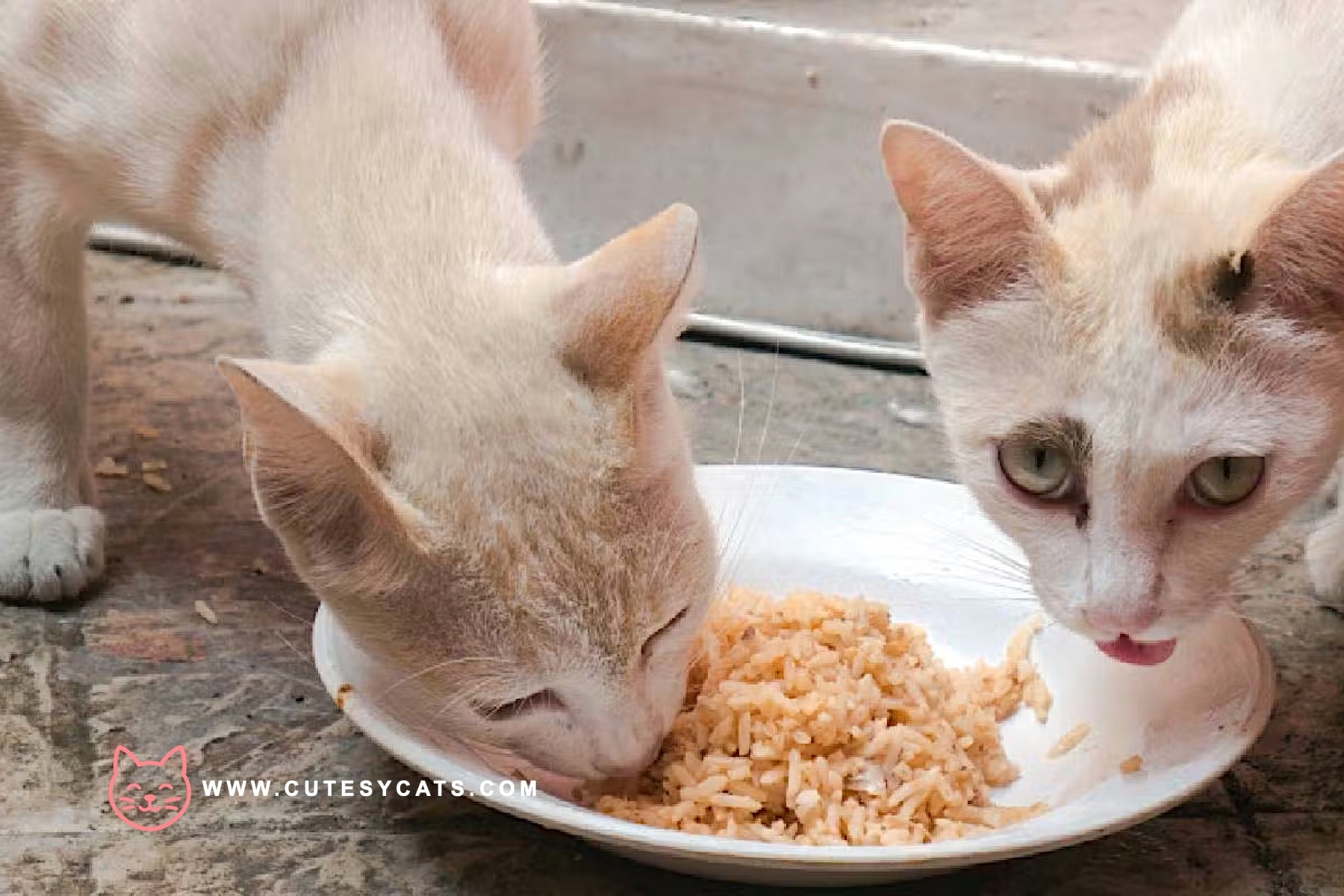 Is It Safe for Cats to Eat Rice?
