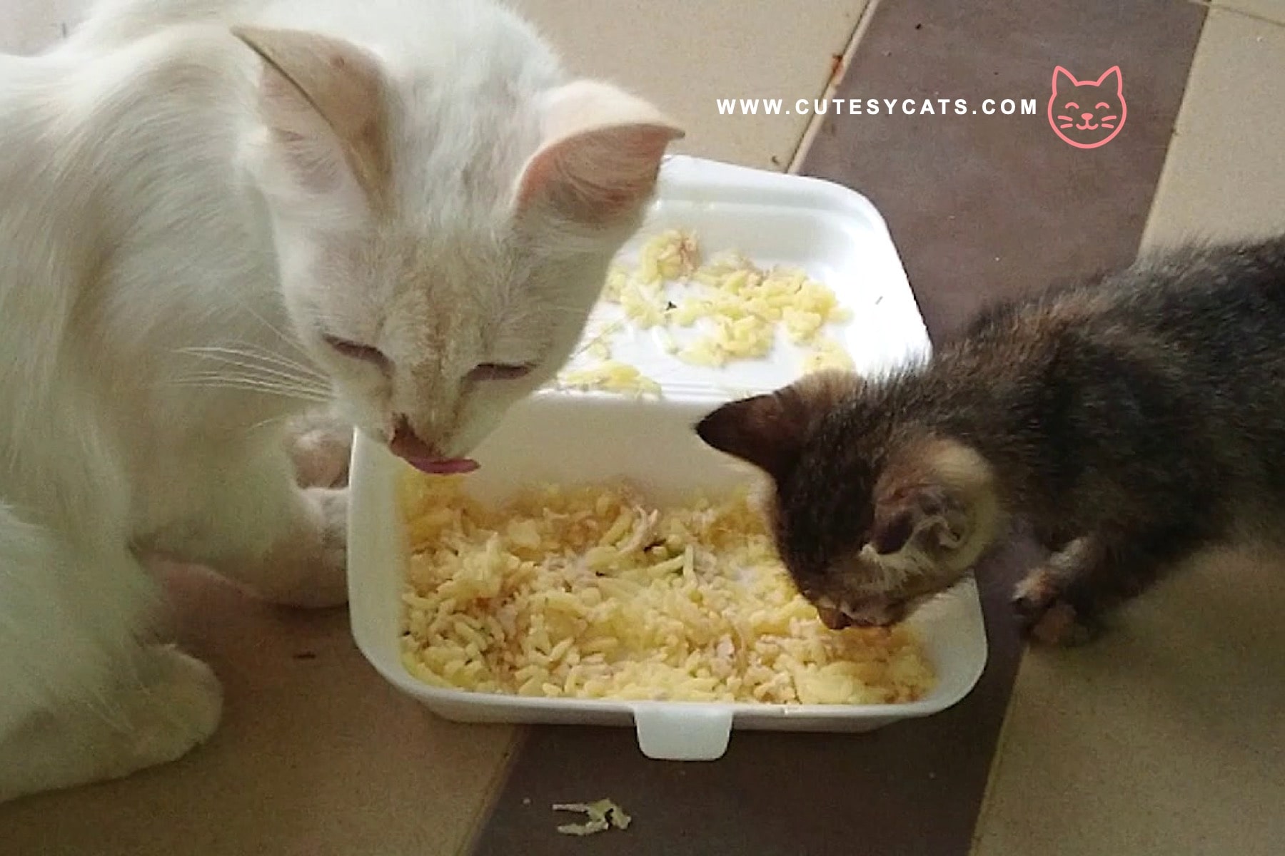Is It Safe for Cats to Eat Rice?