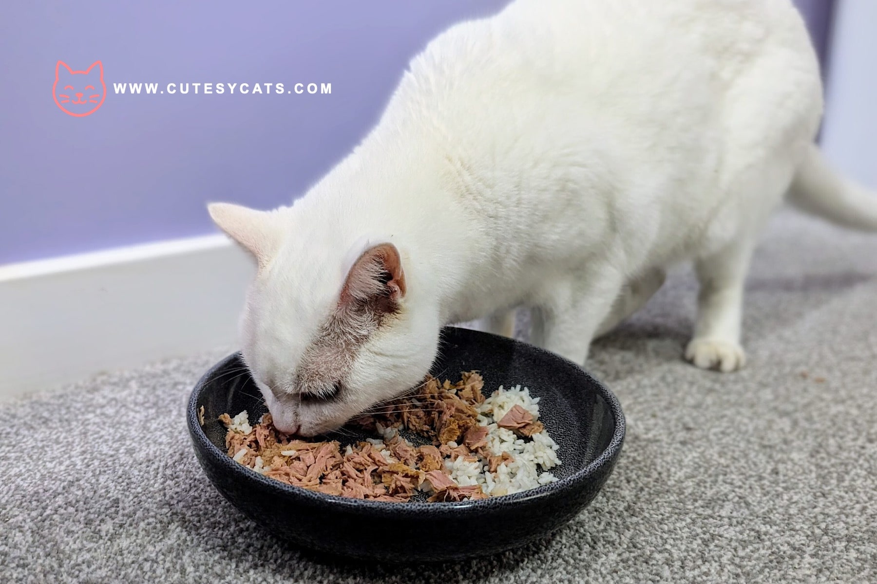 Is It Safe for Cats to Eat Rice?
