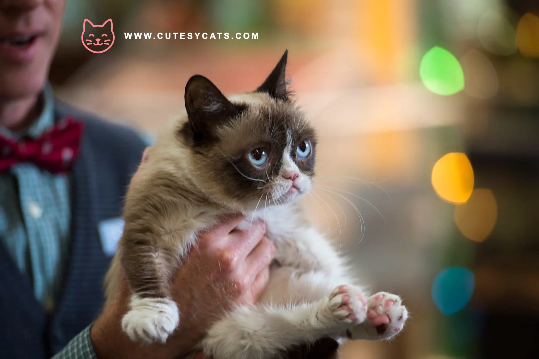 Is Ratchet the Grumpiest Holiday Cat Ever?